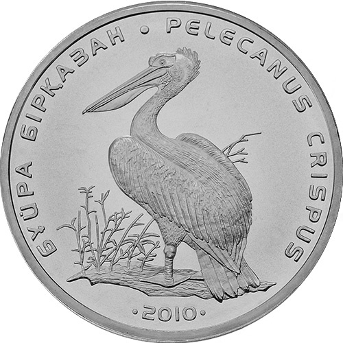 Кудрявый пеликан фото 1