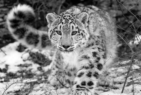 Снежный барс, серия «Красная книга РК» фото 5