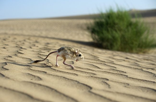 Тушканчик, серия «Фауна и флора Кахахстана» фото 3