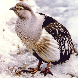 Алтайский улар, серия «Красная книга РК» фото 3