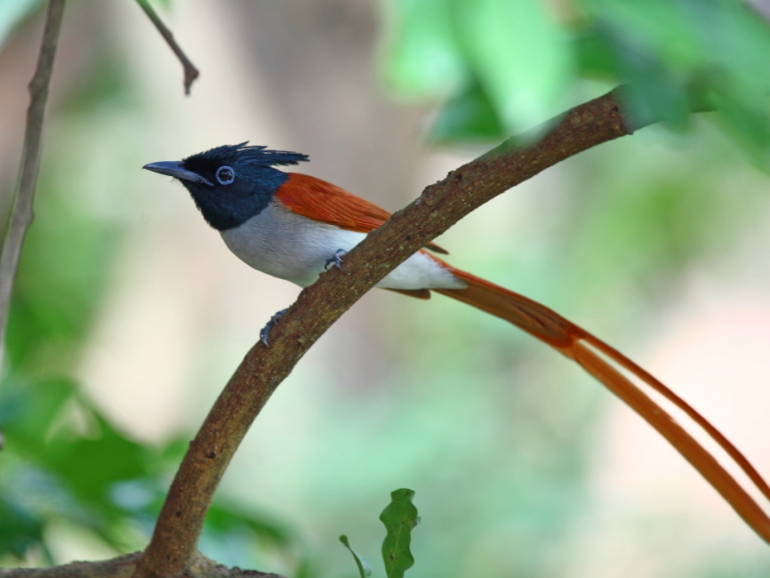 Райская мухоловка, серия «Фауна и флора Кахахстана» фото 3