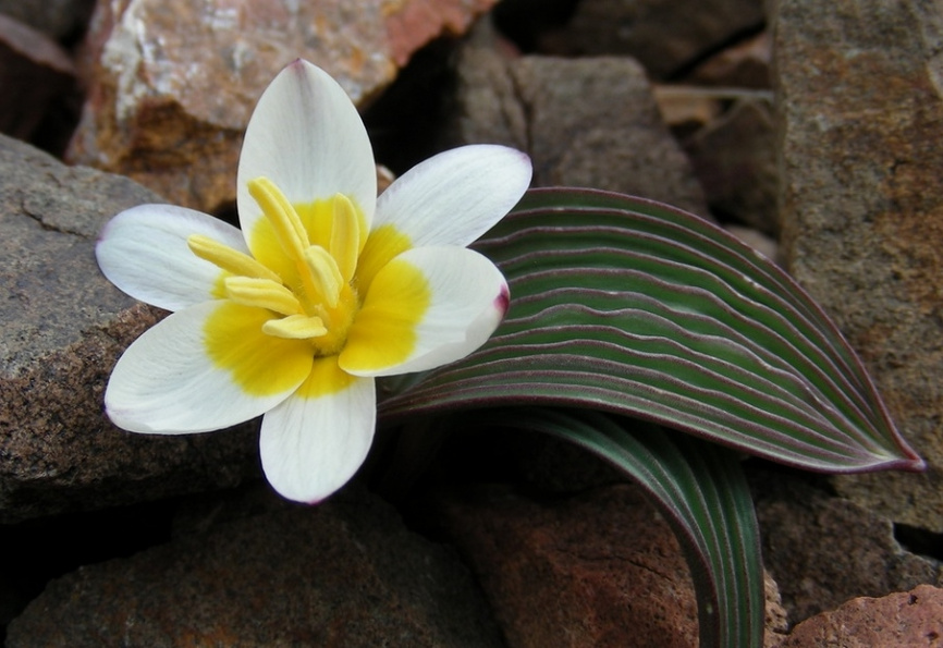Тюльпан Регеля, серия «Растительный мир Казахстана» фото 3