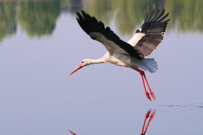 Белый Аист, серия «Фауна и флора Кахахстана» фото 3