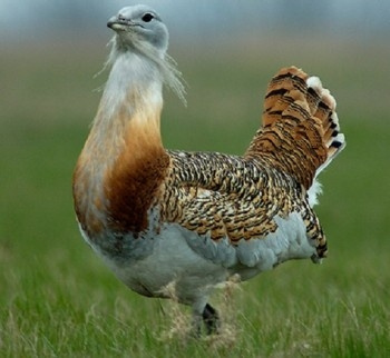 Дрофа, серия «Красная книга РК» фото 3