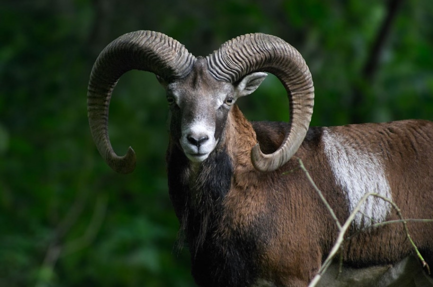 Муфлон, серия «Красная книга РК» фото 3